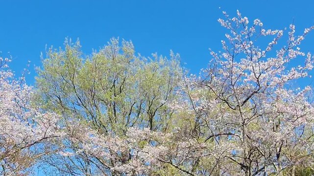 Stunning cherry blossoms in full bloom among green trees under a vibrant blue sky during spring.
