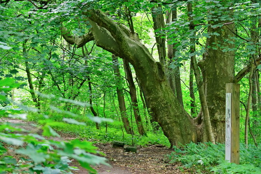 an ancient plane tree growing by the river in the Cybina valley