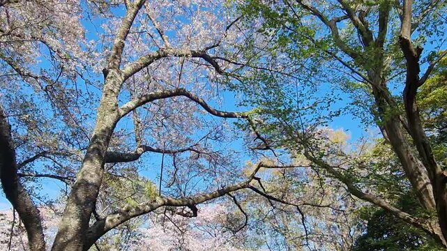 Beautiful cherry blossom trees bloom next to green foliage under a clear blue sky during a sunny spring day.