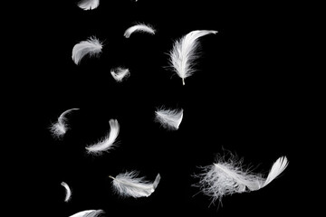 White feather isolated on a black background. © Nikolay