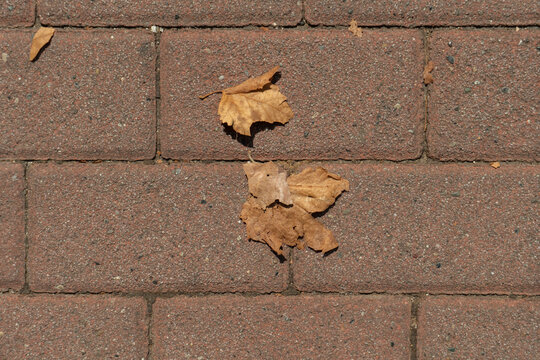 ​Horizontal photo of dry brown fallen leaves scattered on red concrete paving bricks of a pedestrian sidewalk during hot summer drought or early autumn season