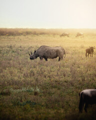 Exploring and Watching Wild Animals in Nature © AleCalo