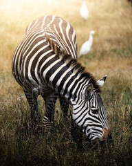 Obraz premium Exploring and Watching Wild Animals in Nature