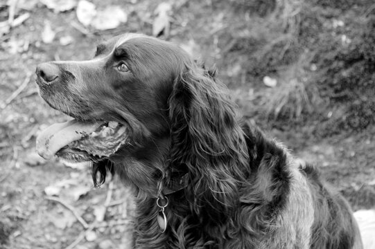 One tree colors setter with his corner of the mouth. This is an adult dog who is less scattered than a fiery or a ardent. Edited in a black and white photography