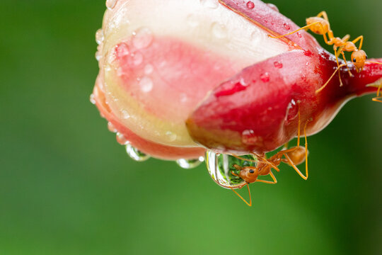 Close up the power of stronger red ants action drinking water and waterdrop on branch trees.Wildlife animal in the nature at outdoor park.Unity and team work together concept.