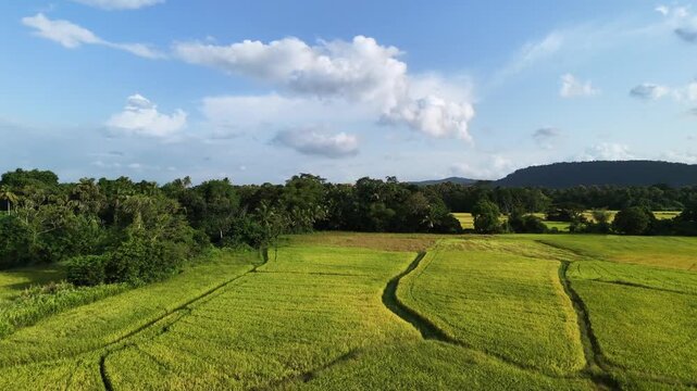 Aerial Drone Flying Over Lush Green Rice Paddy Fields During Growing Season