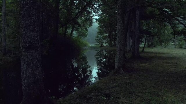 dark forest in the fog