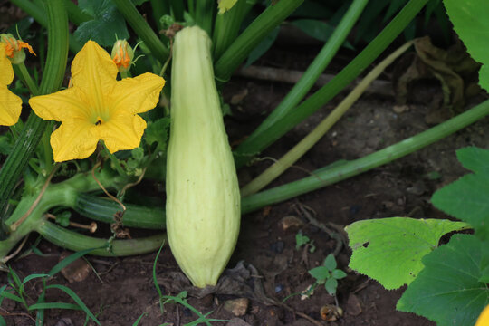Close-up of small pale yellow &ldquo;Friulano&rdquo; zucchini squash growing on plant with yellowflowers in the vegetable garden