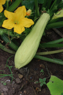 Close-up of small pale yellow &ldquo;Friulano&rdquo; zucchini squash growing on plant with yellowflowers in the vegetable garden