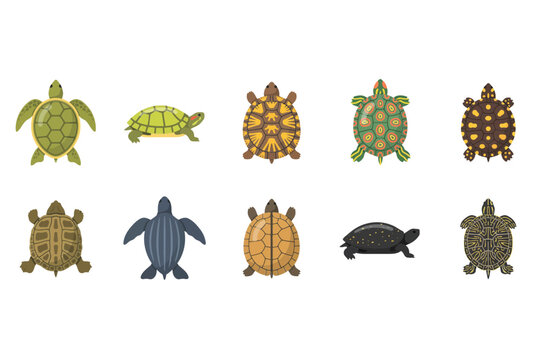 Collection of various turtle species and sea tortoises in different patterns and colors for wildlife and nature education