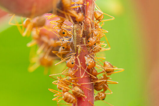 Close up the power of stronger red ants action building branch trees home.Wildlife animal in the nature at outdoor park.Unity and team work together concept.