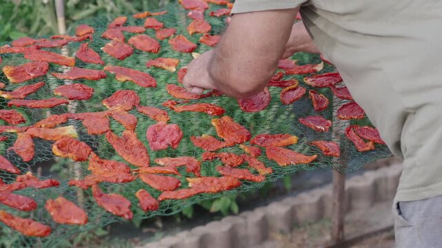 Traditional Sun-Dried Tomato Preparation with Man Rotating Tomatoes [180&deg; shutter angle Sony G from ProRes 442 25p 10 bit S-Log3]