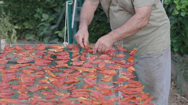 Man Turning Sun-Dried Tomatoes by Hand During Traditional Drying Process [180&deg; shutter angle Sony G from ProRes 442 25p 10 bit S-Log3]