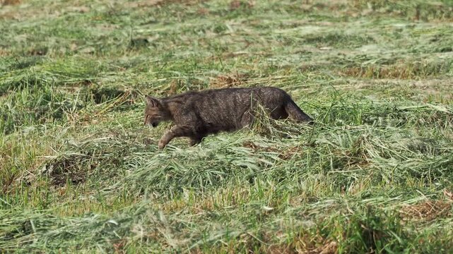 European wildcat (Felis silvestris) hunting in a freshly mown hay meadow