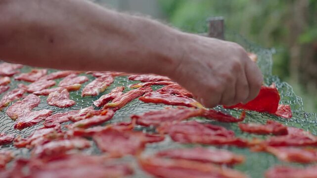 Authentic Sun-Dried Tomato Production with Manual Turning Process [180&deg; shutter angle Sony G from ProRes 442 25p 10 bit S-Log3]