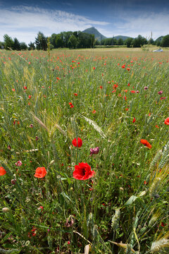 Champ naturel de c&eacute;r&eacute;ales, gramin&eacute;s, de coquelicots et de bleuets en Auvergne, France