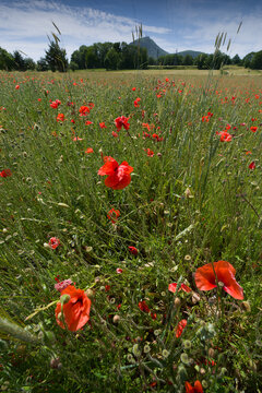 Champ naturel de c&eacute;r&eacute;ales, gramin&eacute;s, de coquelicots et de bleuets en Auvergne, France