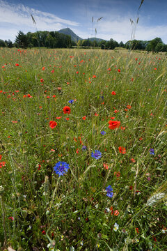 Champ naturel de c&eacute;r&eacute;ales, gramin&eacute;s, de coquelicots et de bleuets en Auvergne, France