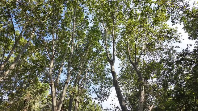 Low angle view of green plane tree branches against blue sky