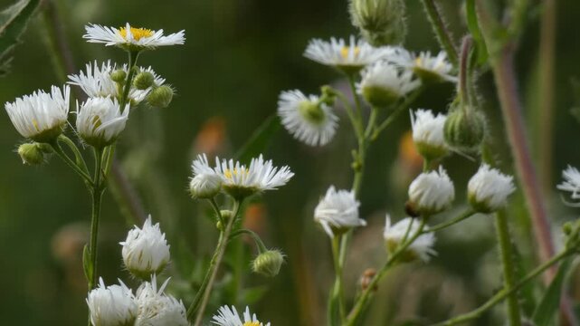 Daisy fleabane (Erigeron annuus) white flowers blooming in sunny meadow, medium shot, soft natural light. Purity and Harmony.