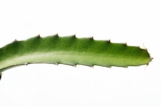 Green dragon fruit stem with thorns isolated on white background. Tropical cactus branch shows sharp spikes along edge. Exotic succulent plant leaf grows in summer garden. Healthy agriculture crop