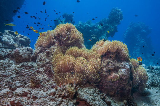 Large colony of magnificent sea anemones with clownfish on coral reef background