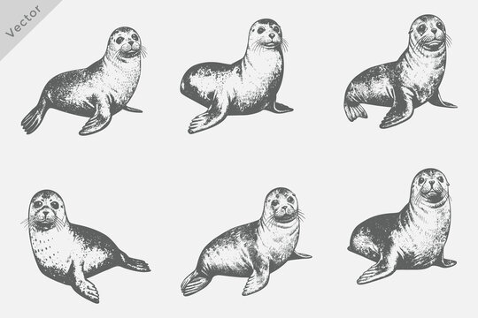 vintage sea lions set Vector Illustration. vintage engraving style sea lions on white background