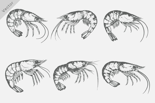 Shrimp Stipple effect illustration. Hand drawn sketch style Shrimp vector