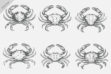 Crab in a vintage black and white engraving style Illustration. Hand drawn sketch sea Crab © SAGOR