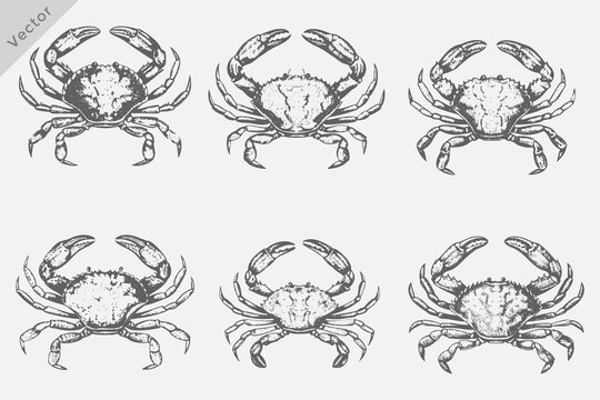 Crab in a vintage black and white engraving style Illustration. Hand drawn sketch sea Crab