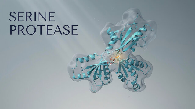 Detailed molecular structure of serine protease with translucent components and highlighted active site for educational purposes