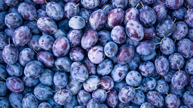 Fresh Ripe Damson Plums Background