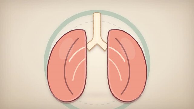 Human lungs breathing anatomy medical animation and respiratory system process.