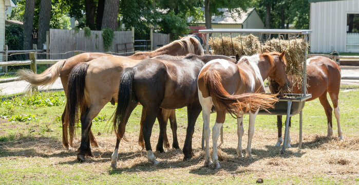 Chincoteague ponies grazing