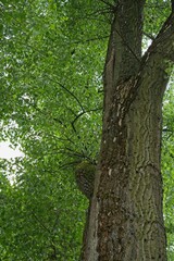Fototapeta premium An old tree in a city park in summer. 