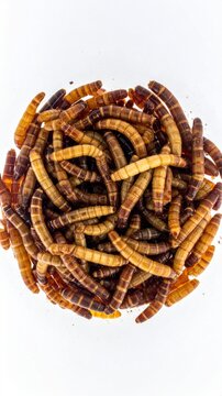 Top View of Dried Mealworms Larvae for Bird Feed and Reptile Food