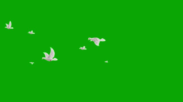 A flock of white doves flying gracefully across a vibrant green screen background, ready for digital compositing. Green Screen stabilized flying white birds left to right. flock of white birds flying 