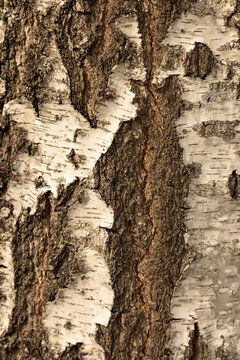Texture naturelle d'&eacute;corce de bouleau en gros plan, mettant en valeur les contrastes du bois et les motifs caract&eacute;ristiques de cet arbre.