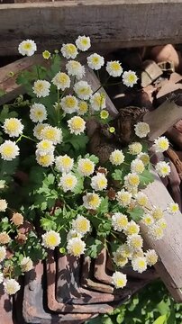 Beautiful blooming white chamomile flowers or small white feverfew chrysanthemums in a rustic garden with bright daylight