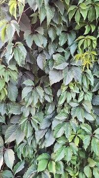 Green leaves cover a wall in a quiet area during the day in summer
