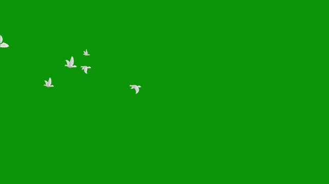 A flock of white doves flying gracefully across a vibrant green screen background, ready for digital compositing. Green Screen stabilized flying white birds left to right. flock of white birds flying 