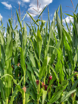 Gr&uuml;nes Maisfeld (Zea mays) im Sommer vor blauem Himmel