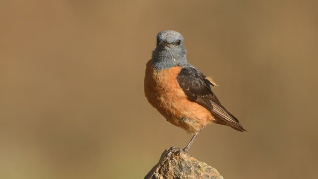 roquero rojo en la sierra de gredos.Avila.Espa&ntilde;a