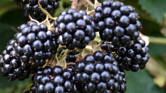 Slow motion tracking pan tilt closeup of ripe blackberry clusters glistening and hanging on bramble bush in garden hedgerow during late summer afternoon warm natural harvest scene