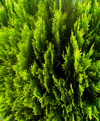 Thuja occidentalis (Thuja occidentalis). 'Aurea Nana' cultivar with bright golden needles. An ornamental conifer, often used for hedges. © Ольга Мороз
