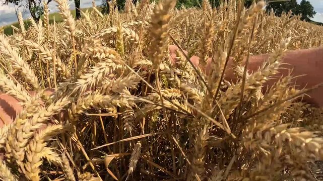 Walking Through Dense Golden Wheat Before Harvest in Germany