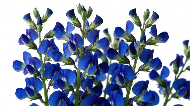 Close up view of wild indigo flowers with blue petals, green stems. Perennial plant blossoms against white background. Botanical macro element features vibrant floral buds. Fresh natural foliage