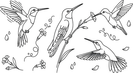 Hummingbird vector line art set featuring flying birds drinking nectar from flowers and perched on a garden branch © Md
