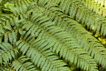fern leaf background © Marielen