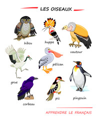 Obraz premium LEARN FRENCH. Set of illustrations of birds. Drawings for encyclopaedia or for kids school textbook. Educational page for children to study French language and words. Hand drawn vector.